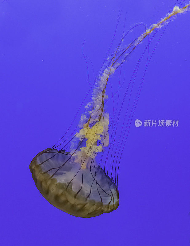 太平洋海荨麻(Chrysaora fuscescens)，或西海岸海荨麻，是一种常见的浮游藻类动物，生活在东太平洋从加拿大到墨西哥。